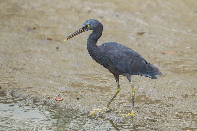 Pacific reef heron Pacific Reef Heron in Singapore Francis Yap Nature Photography