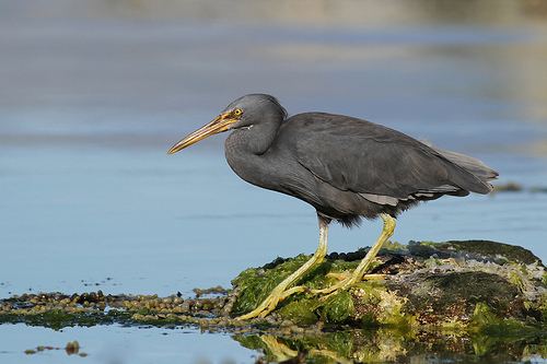 Pacific reef heron Pacific Reef Heron Avian Obsession birding nature photography