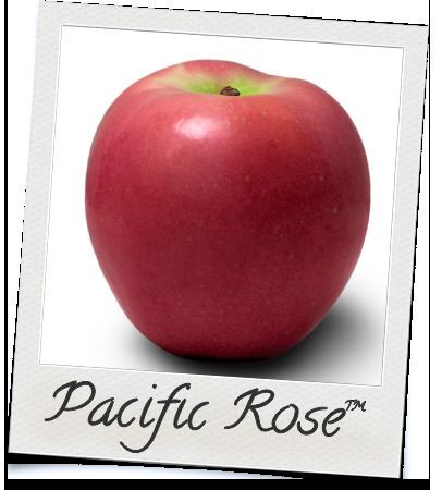 Pacific Rose About the Pacific Rose Apple