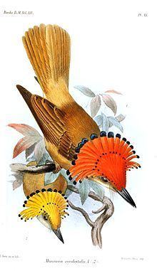 Pacific royal flycatcher httpsuploadwikimediaorgwikipediacommonsthu