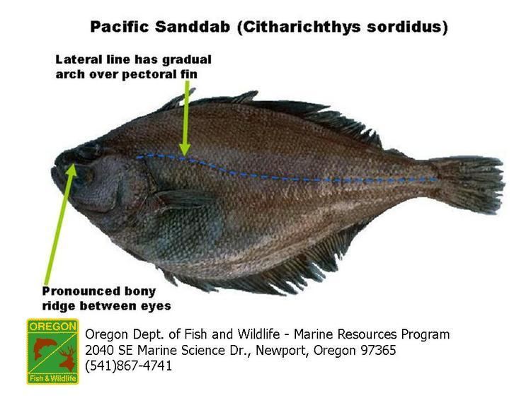 Pacific sanddab ODFW Finfish Species Flatfish