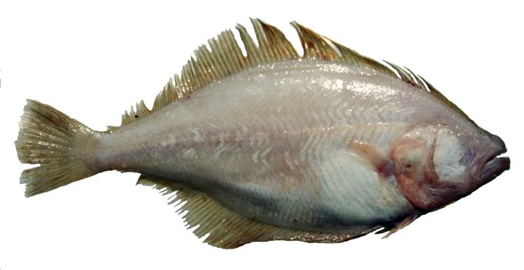 Pacific sanddab Bottomfish Identification Guide Pacific Sanddab Citharichthys