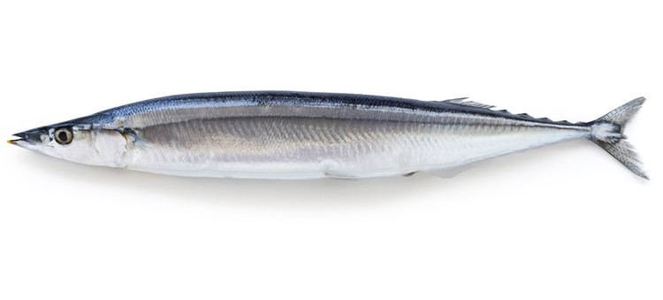 Pacific saury Other Pelagic Species FCF