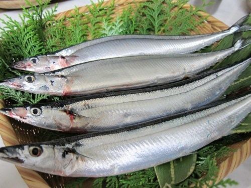 Pacific saury justhungrycomfilesimagessanmafreshjpg