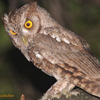 Pacific screech owl wwwowlpagescomowlsspeciesimagespacificscree