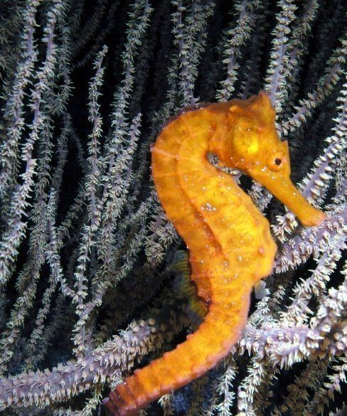 Pacific seahorse Pacific seahorse Hippocampus ingens Photo