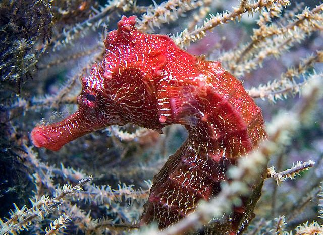 Pacific seahorse Photo of the Day A Pacific Sea Horse Hiding Amongst the Coral