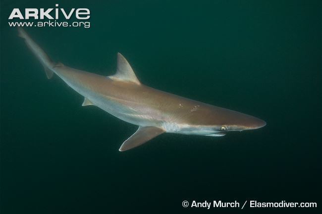 Pacific sharpnose shark Pacific sharpnose shark photo Rhizoprionodon longurio G70647