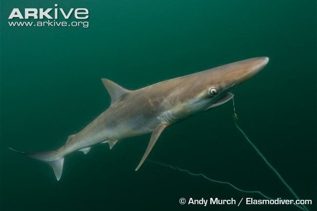 Pacific sharpnose shark Pacific sharpnose shark photo Rhizoprionodon longurio G70649