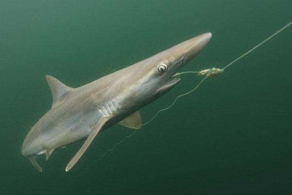 Pacific sharpnose shark Sharpnose Sharks The sad demise of one the most common sharks in