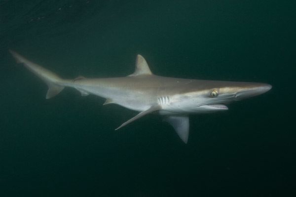 Pacific sharpnose shark Sharpnose Shark