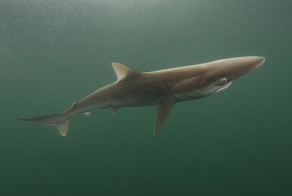 Pacific sharpnose shark wwwelasmodivercomSharkive20imagesPacificSharp