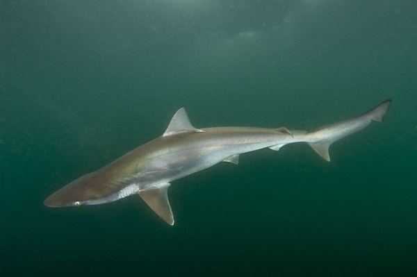 Pacific sharpnose shark Pacific Sharpnose Shark