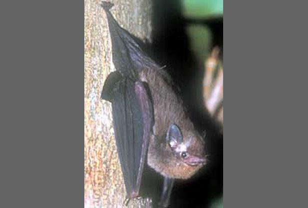 Pacific sheath-tailed bat wwwredorbitcommediauploads201301PacificShe
