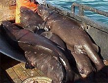 Pacific sleeper shark httpsuploadwikimediaorgwikipediacommonsthu