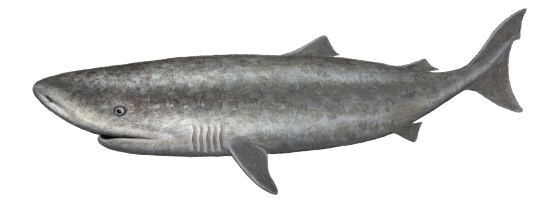 Pacific sleeper shark Pacific Sleeper Shark Oceanscape Network