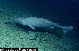 Pacific sleeper shark Pacific Sleeper Sharks Somniosus pacificus MarineBioorg