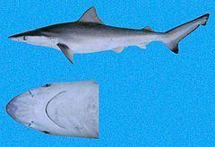 Pacific smalltail shark httpsuploadwikimediaorgwikipediacommonsthu