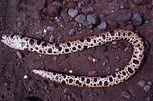 Pacific snake-eel httpsuploadwikimediaorgwikipediacommonsthu