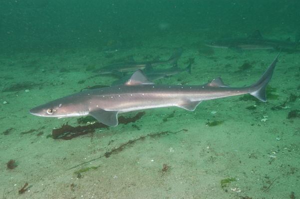 Pacific spiny dogfish Notes on Some of Those 79 New Shark Species Ya Like Dags