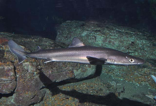 Pacific spiny dogfish Shorefishes Gallery