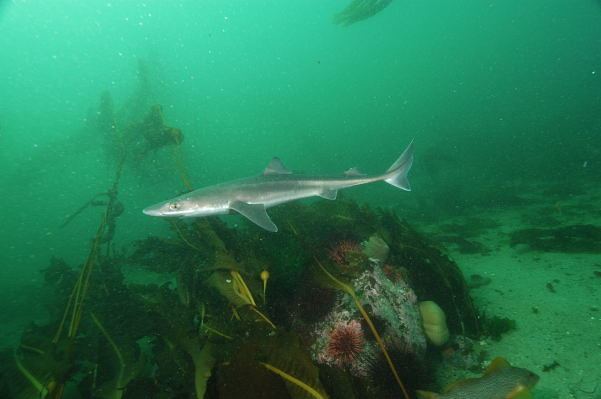 Pacific spiny dogfish North Pacific or Spotted Spiny Dogfish Pictures Images of Squalus
