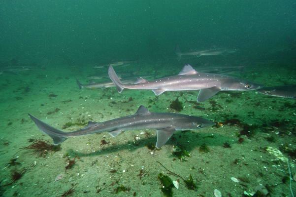 Pacific spiny dogfish North Pacific or Spotted Spiny Dogfish Pictures Images of Squalus