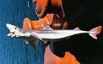 Pacific spiny dogfish wwwfishbaseusimagesthumbnailsjpgtnSqsucu0jpg