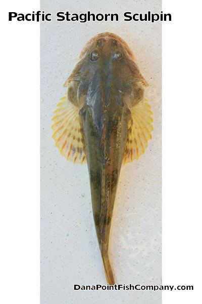 Pacific staghorn sculpin wwwdanapointfishcompanycomwpcontentuploads20