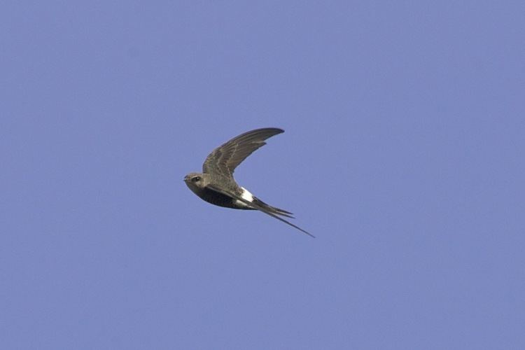 Pacific swift Pacific Swift Birding Beijing