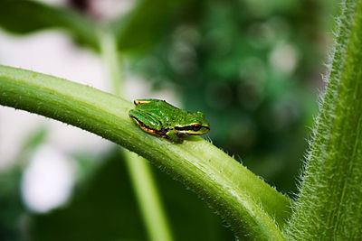 Pacific tree frog Pacific tree frog Wikipedia