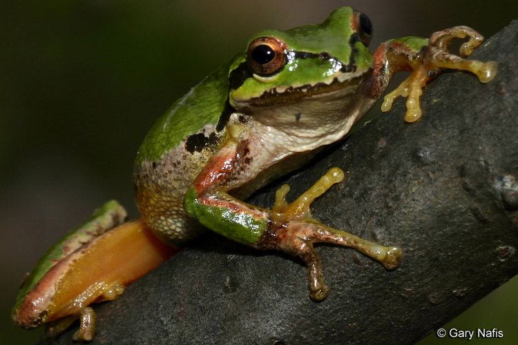 Pacific tree frog Northern Pacific Treefrog Pseudacris regilla