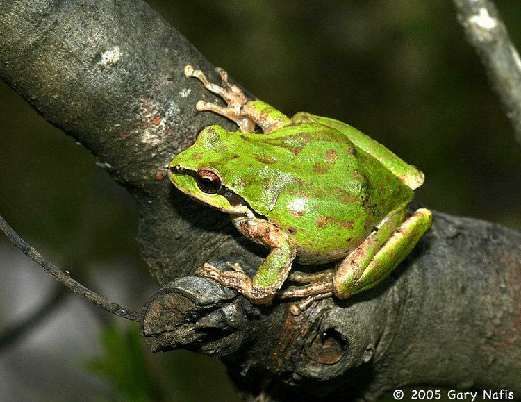 Pacific tree frog Northern Pacific Treefrog Pseudacris regilla