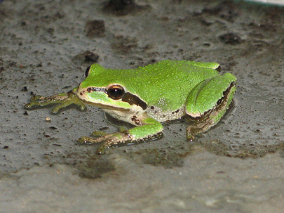 Pacific tree frog Pacific Tree Frog