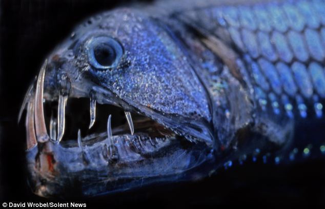 Pacific viperfish Pacific viperfish Deep Sea Predators