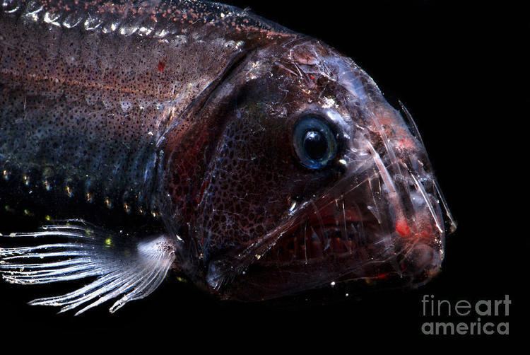 Pacific viperfish Pacific Viperfish Photograph by Dante Fenolio