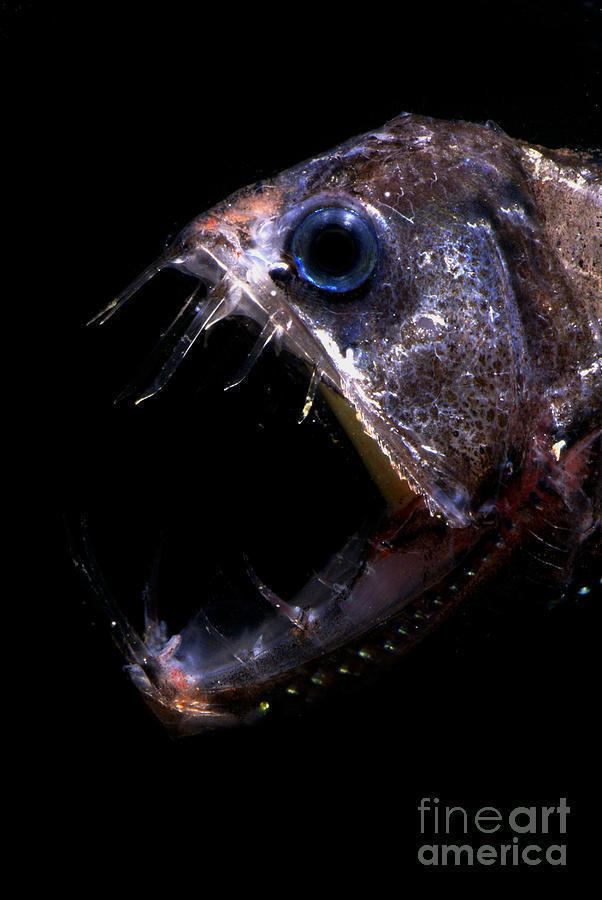 Pacific viperfish imagesfineartamericacomimagesmediumlarge1pa