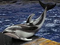 Pacific white-sided dolphin httpsuploadwikimediaorgwikipediacommonsthu