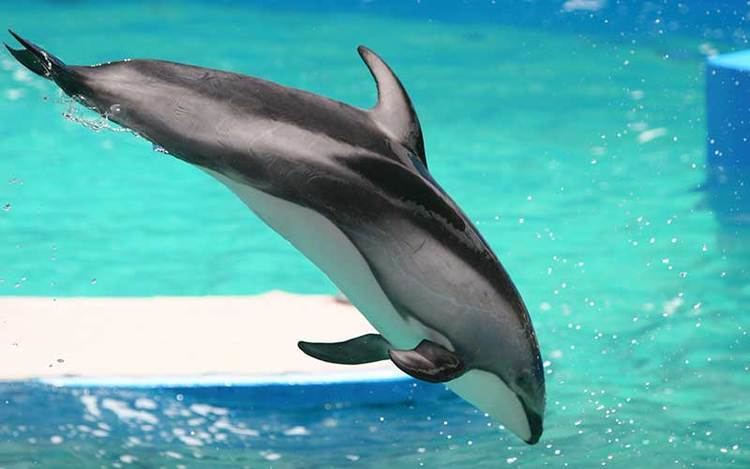 Pacific white-sided dolphin Pacific WhiteSided Dolphin Dolphin Facts and Information