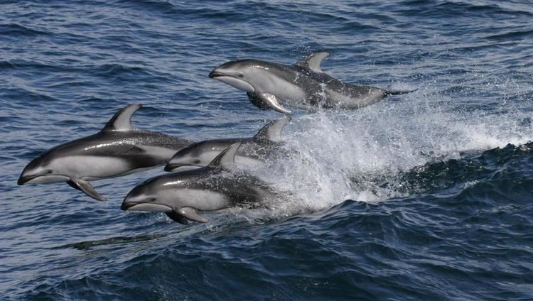 Pacific white-sided dolphin Pacific whitesided dolphin Open Waters Marine mammals