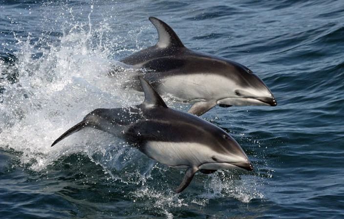 Pacific white-sided dolphin Pacific whitesided dolphin Wikipedia