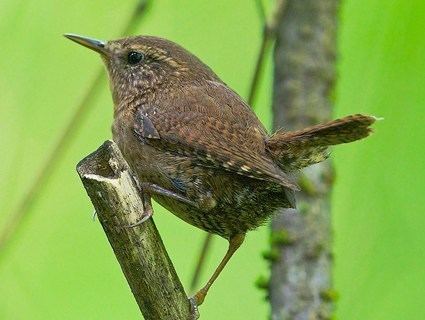 Pacific wren Pacific Wren Identification All About Birds Cornell Lab of