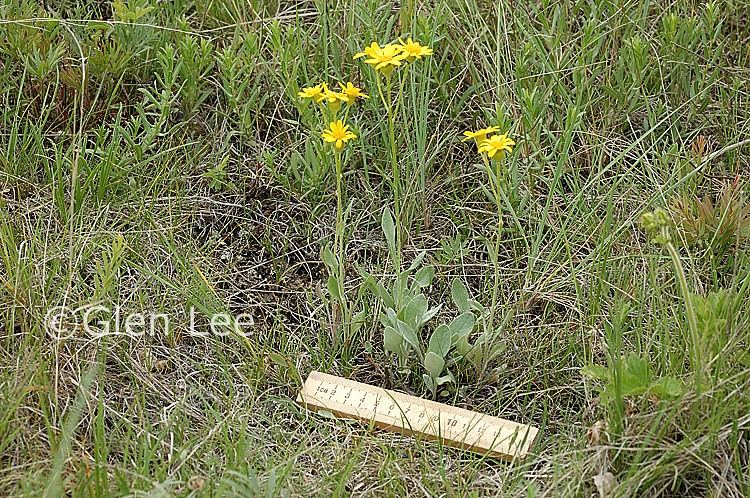 Packera cana Packera cana photos Saskatchewan Wildflowers