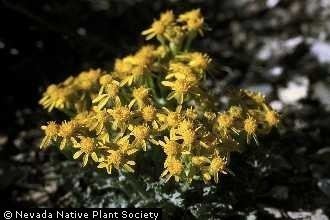 Packera cana Plants Profile for Packera cana woolly groundsel