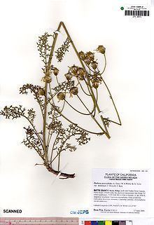 Packera eurycephala httpsuploadwikimediaorgwikipediacommonsthu