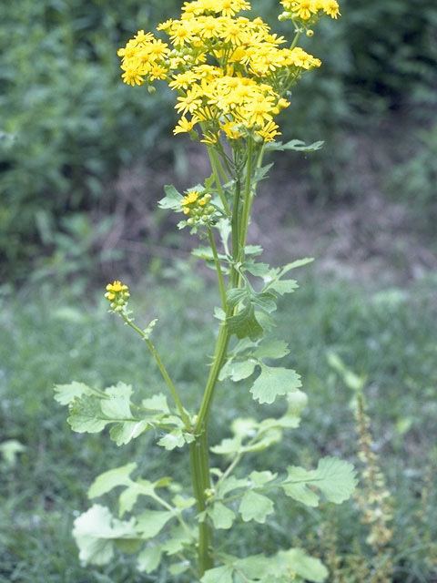 Packera glabella Packera glabella Butterweed NPIN