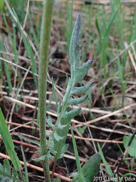 Packera plattensis Packera plattensis Prairie Ragwort Minnesota Wildflowers