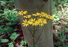 Packera streptanthifolia httpsuploadwikimediaorgwikipediacommonsthu