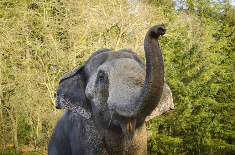 Packy (elephant) Famous Elephant Packy Euthanized by Oregon Zoo at 54 NBC News