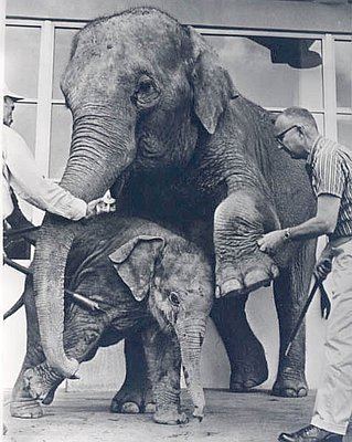 Packy (elephant) httpsoregonencyclopediaorgmediauploadsthumb
